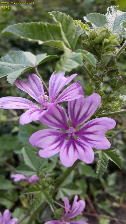 Malva silvestris - 