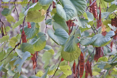 Cercis - 