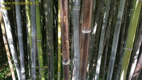 Phyllostachys - 