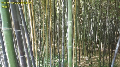 Phyllostachys - 