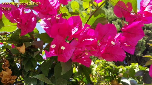 Bouigainvillea - 