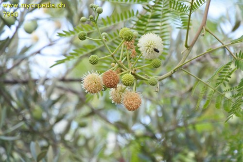 Leucaena - 