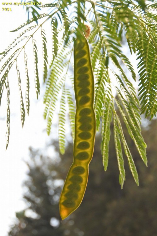 Leucaena - 