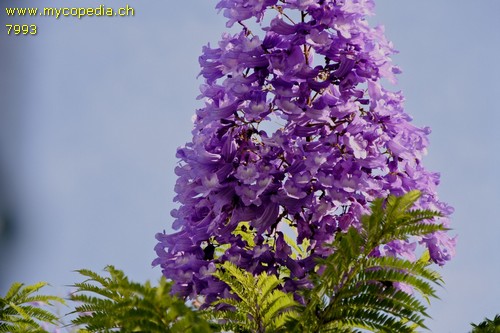 Jacaranda - 