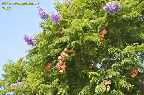 Jacaranda - 