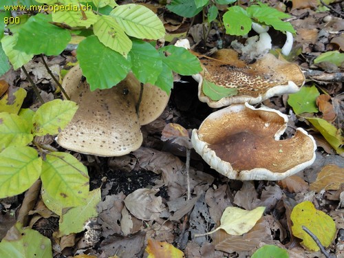 Lepiota aspera - 