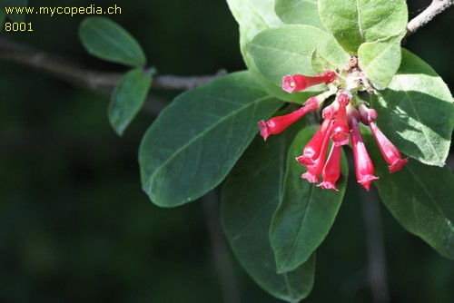 Cestrum - 