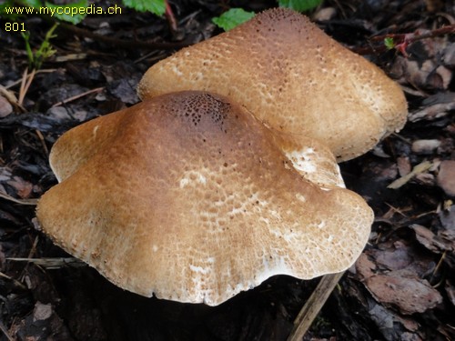 Lepiota aspera - 