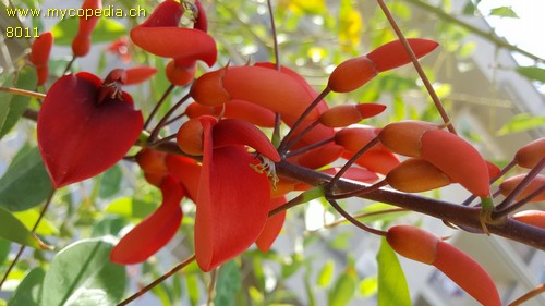 Erythrina - 