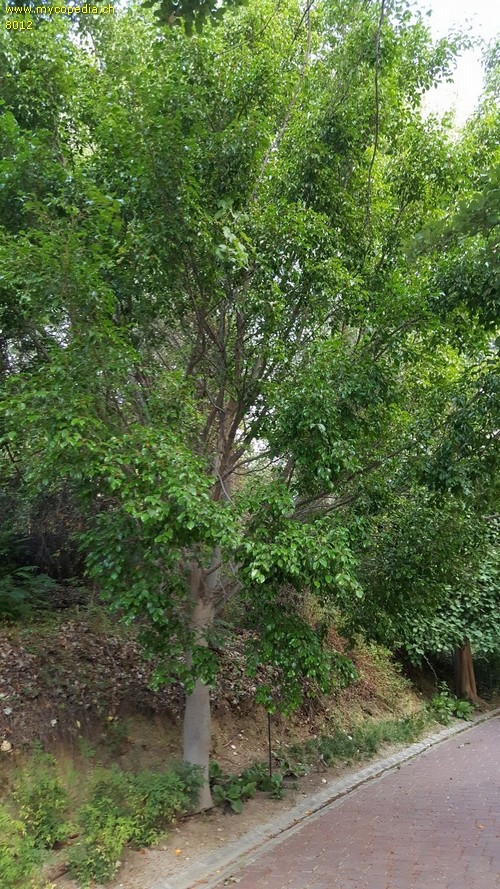 Ficus - 