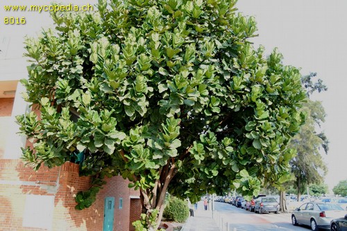 Ficus - 