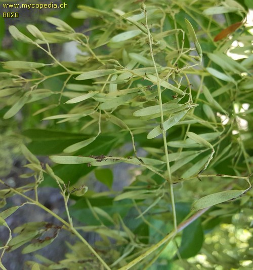 Fraxinus - 