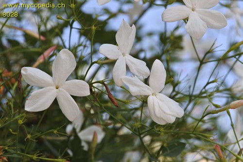 Jasminum - 