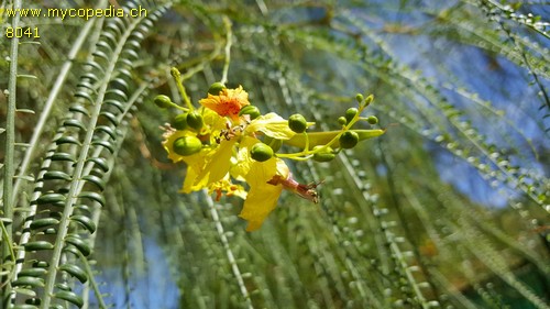 Parkinsonia - 