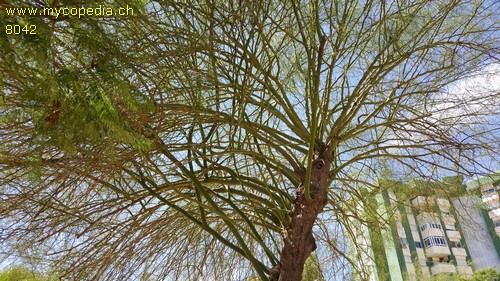 Parkinsonia - 