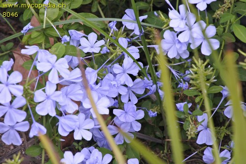 Plumbago - 