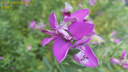 Polygala - 