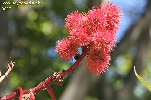 Ricinus - 