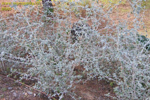 Teucrium - 