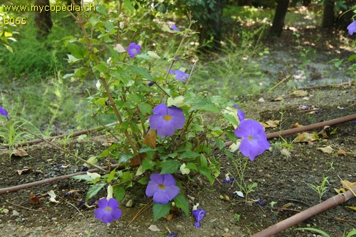 Thunbergia - 