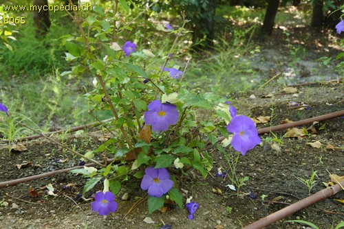 Thunbergia - 