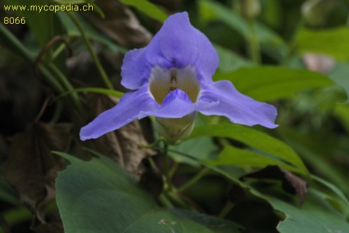 Thunbergia - 