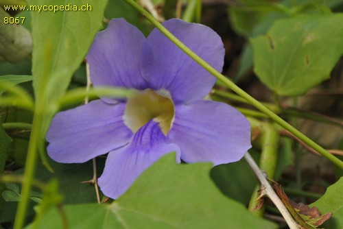 Thunbergia - 