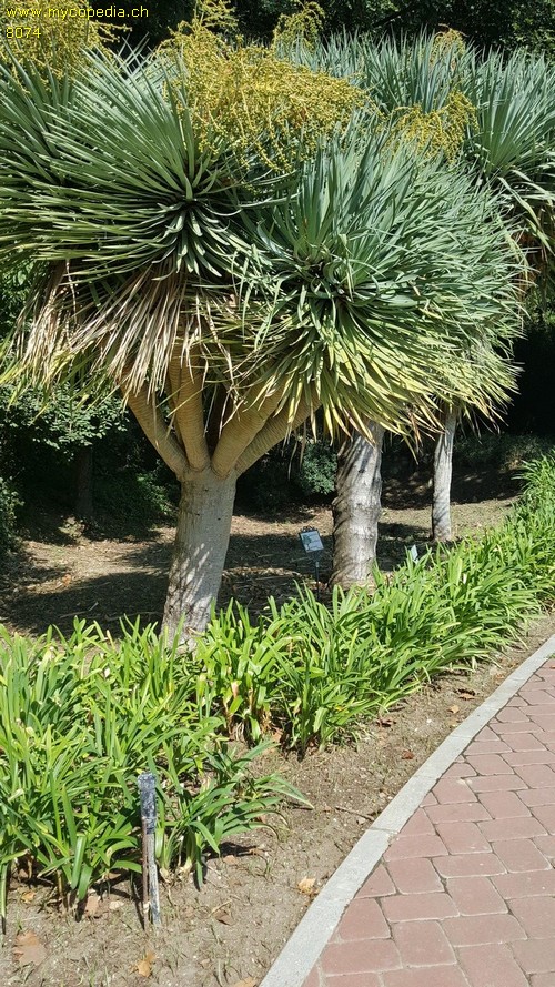 Dracaena - 