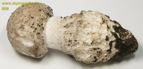 Amanita strobiliformis - 