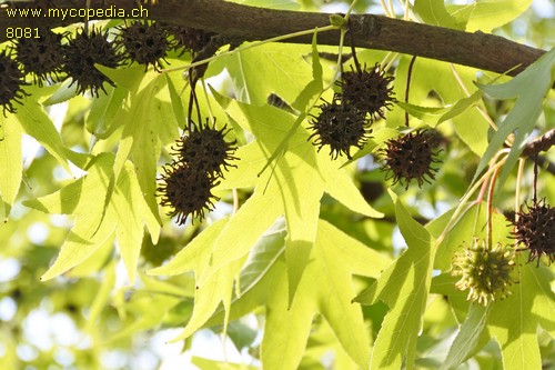 Liquidambar - 