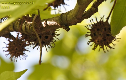 Liquidambar - 