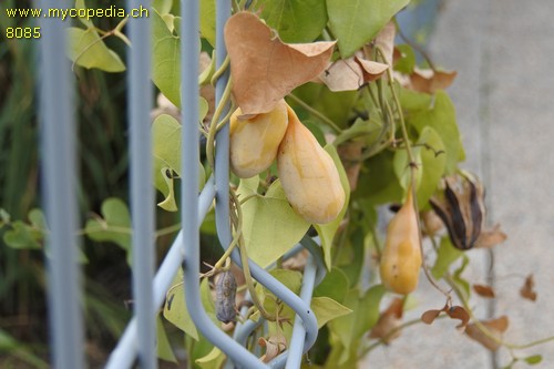 Aristolochia sempervirens - 