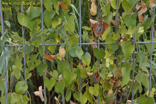 Aristolochia sempervirens - 