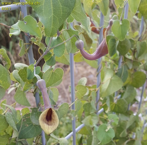 Aristolochia sempervirens - 