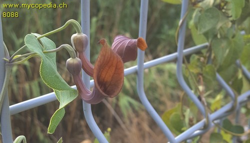 Aristolochia sempervirens - 