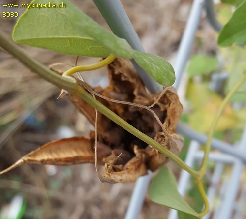 Aristolochia sempervirens - 