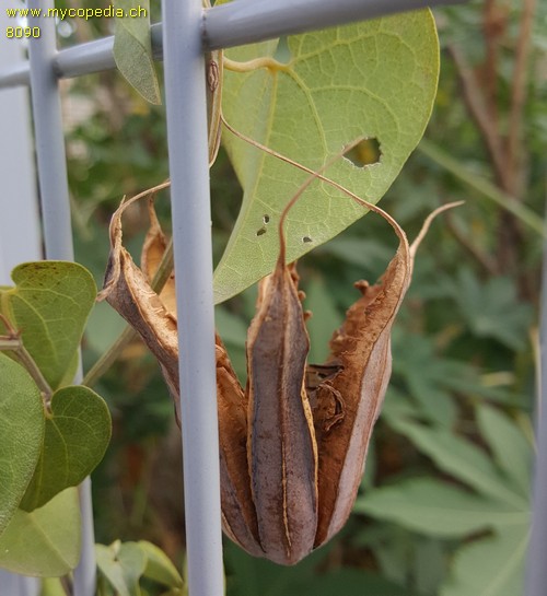 Aristolochia sempervirens - 