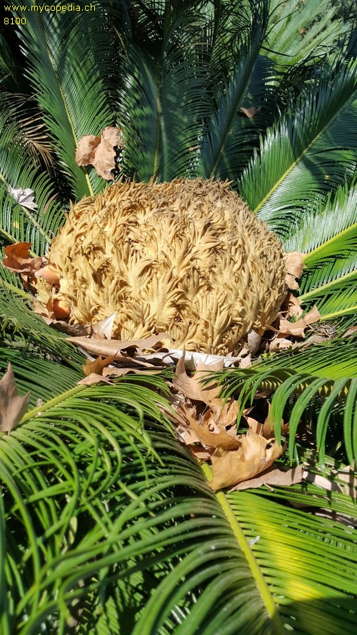 Cycas - 