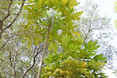 Schefflera - 