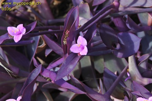 Tradescantia pallida - 