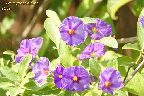 Lycianthes - 