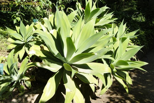 Agave - 