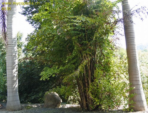 Caryota - 