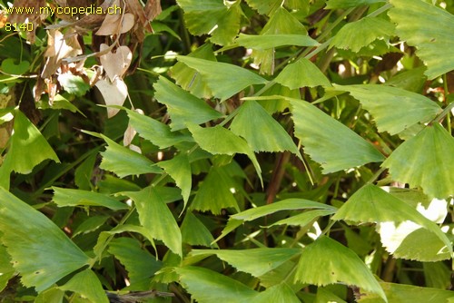 Caryota - 