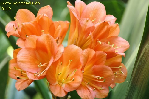 Clivia - 