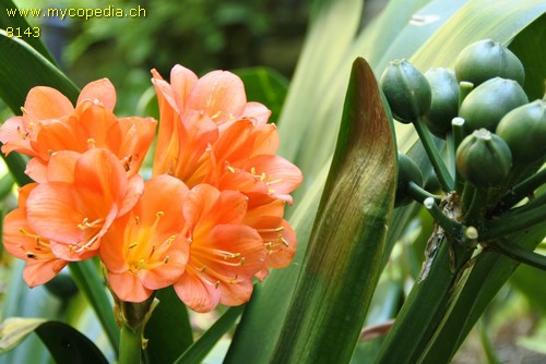 Clivia - 