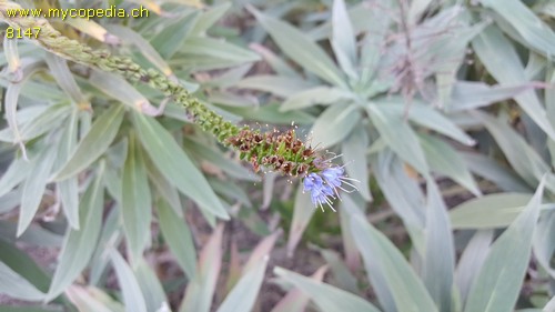 Echium - 