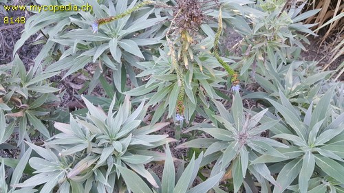 Echium - 