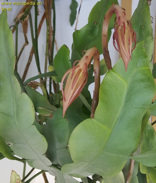 Epiphyllum - 