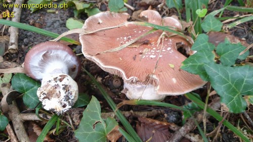 Cortinarius praestans - 